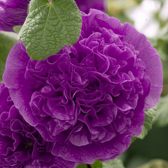 Шток-роза «Виолет»