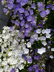 Колокольчик карпатский - Фото 1