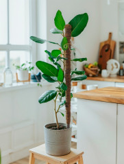 Опора для комнатных цветов - Фото 5