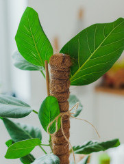 Опора для комнатных цветов - Фото 7