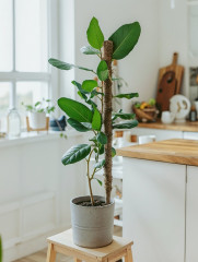 Опора для комнатных цветов - Фото 5