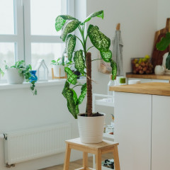 Опора для комнатных цветов - Фото 4