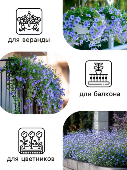 Лобелия «Сапфир ампельная»