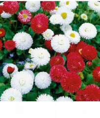 Маргаритка «Помпонная» - Фото 1