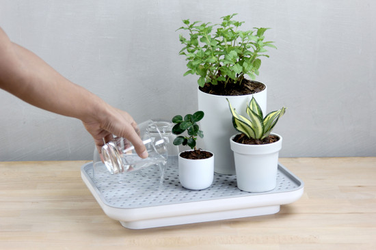 Лоток для полива растений «Oasis Tray»