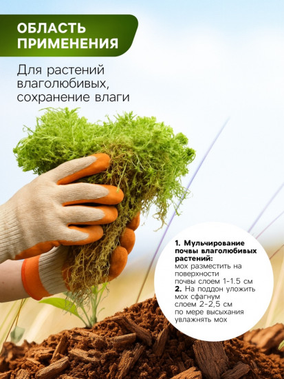 Мох сфагнум