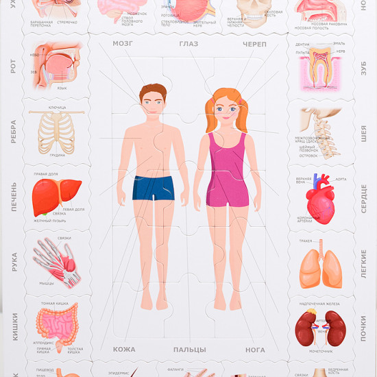 Мемо-пазл «Тело Человека»