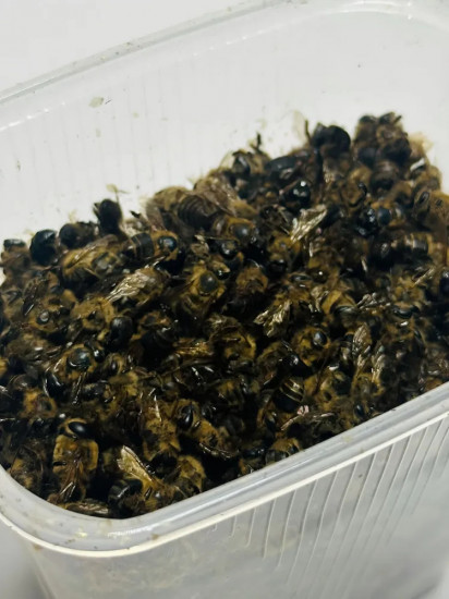 Подмор пчелиный