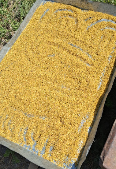 Пыльца-обножка пчелиная