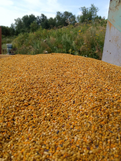 Пыльца-обножка пчелиная