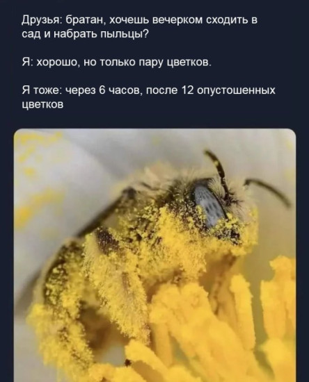 Пыльца-обножка пчелиная
