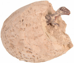 Набор для раскопок «Динозавры» - Фото 3