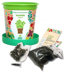 Набор для выращивания «Базилик зеленый» - Фото 1