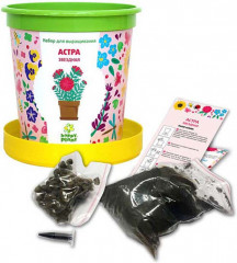 Набор для выращивания «Астра звездная» - Фото 1