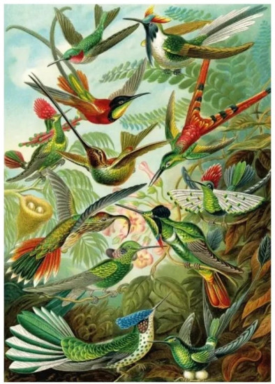 Пазл Колибри, 1500 деталей