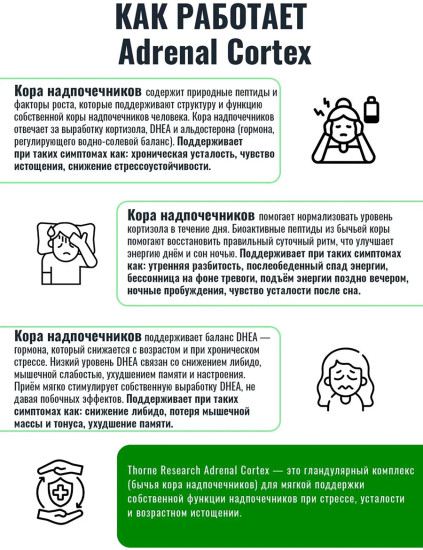 Кора надпочечников Adrenal Cortex