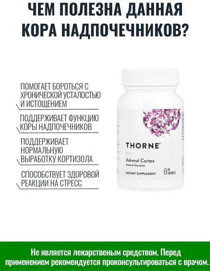Кора надпочечников Adrenal Cortex