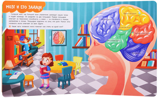 Книги с окошками. Тело человека