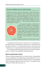 Карманный атлас триггерных точек. Иллюстрированное руководство по анатомии мышц, зонам боли и миофасциальным меридианам - Фото 7