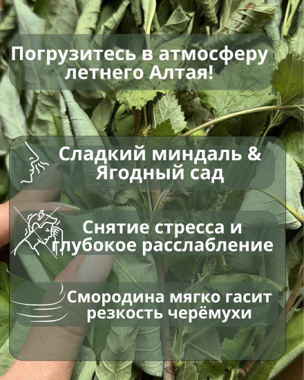 Веник черемуховый
