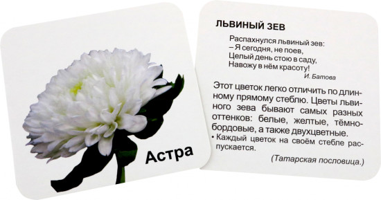 Однолетние садовые цветы. 12 развивающих карточек с красочными картинками, стихами и загадками