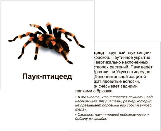Животные террариума. 12 развивающих карточек