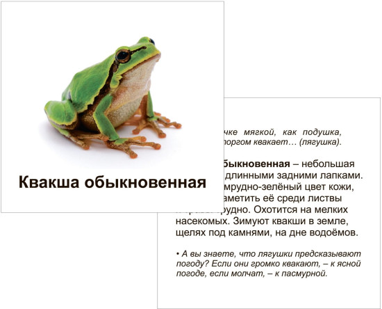 Животные террариума. 12 развивающих карточек