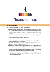Анатомия и кинезиология танца - Фото 8