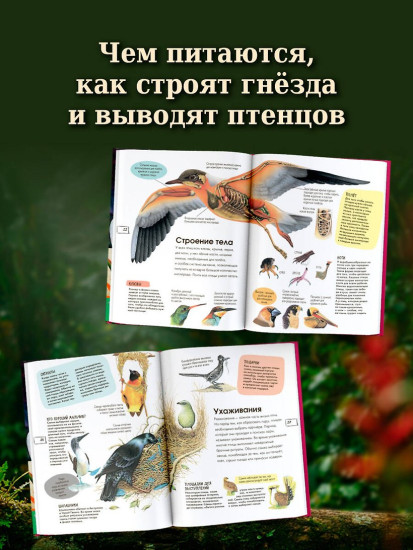 Птицы