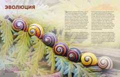 Огромная энциклопедия животных мира - Фото 16