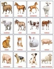 Домашние животные. Демонстрационные картинки - Фото 1