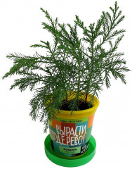 Набор для выращивания «Секвойя» - Фото 2