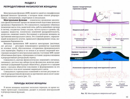 Функциональная анатомия женских половых органов