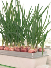 Установка гидропонная домашняя «Луковое счастье» - Фото 2