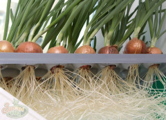 Установка гидропонная домашняя «Луковое счастье» - Фото 3