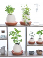 Набор для выращивания «Eggling» кайенский перец - Фото 2