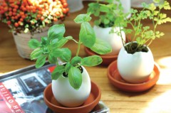 Набор для выращивания «Eggling» кайенский перец - Фото 3