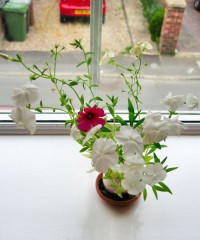 Набор для выращивания «Eggling» петуния - Фото 2