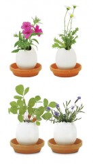 Набор для выращивания «Eggling» петуния - Фото 3