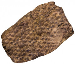 Лакомство для собак «Говяжье лёгкое» - Фото 1