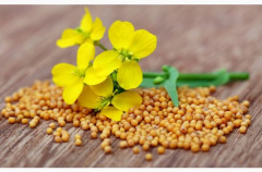 Семена белой горчицы - Фото 2