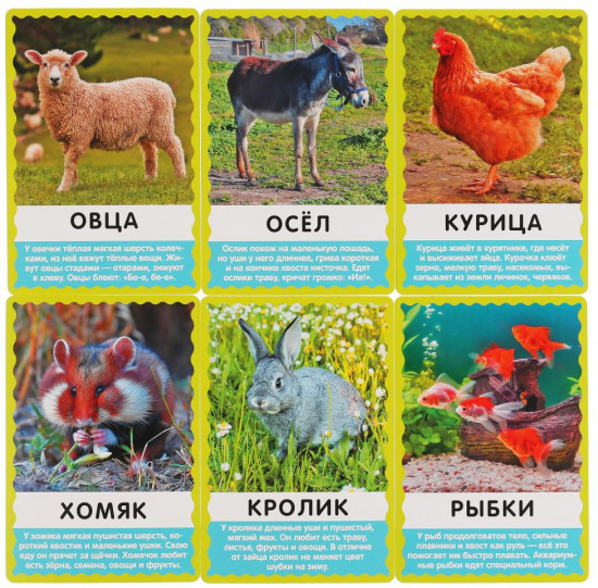 Карточки развивающие «Домашние животные»