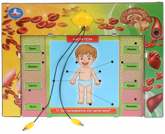 Электровикторина «Тело человека» - Фото 2