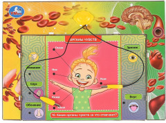 Электровикторина «Тело человека» - Фото 3