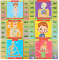 Электровикторина «Тело человека» - Фото 4