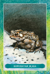 Оракул Волшебные Тотемы - Фото 1