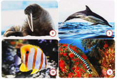 Игра карточная «Морские животные» - Фото 2