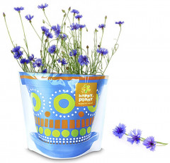 Набор подарочный для выращивания «Василек луговой» - Фото 2