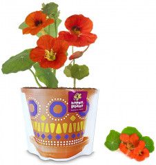 Набор подарочный для выращивания «Настурция очаровательная» - Фото 2