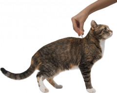 Капли от паразитов для кошек - Фото 2